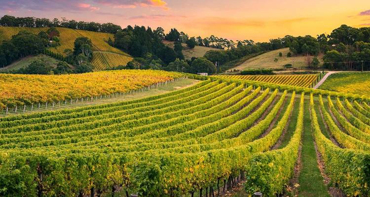 Rolling rows of lush green vineyards covering gentle hills beneath a colorful sunset sky.