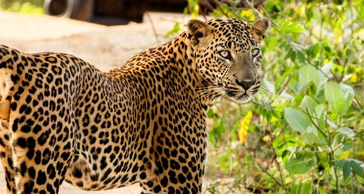 Close-up portrait of a majestic leopard standing alert among green shrubs in dappled sunlight.