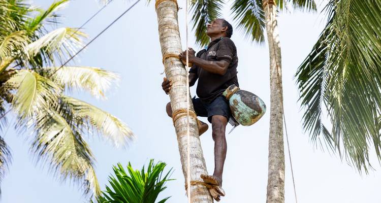 A palm toddy tapper climbs high up a coconut tree using rope supports against a bright blue sky.