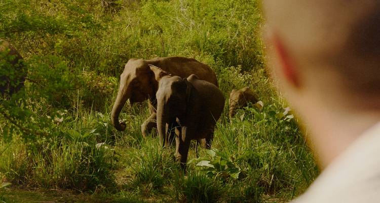 Des éléphants sauvages émergent des hautes herbes vertes tandis qu'un observateur en safari les regarde de près.