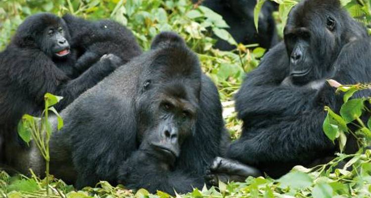 Gorilla Trek and Tanzania - 25 days - On The Go Tours