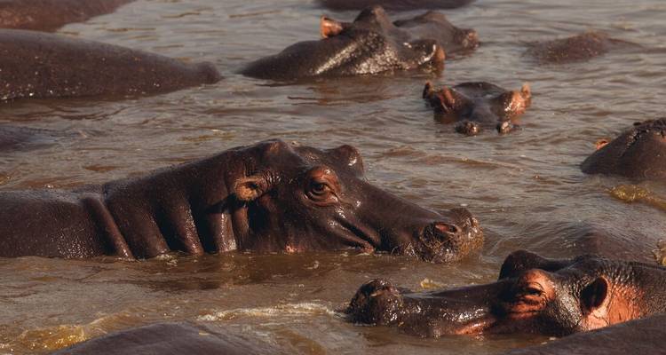 Grupo de hipopótamos parcialmente sumergidos en el agua, con las cabezas asomando.
