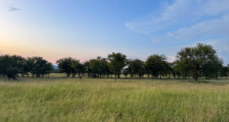 Een open veld met hoog gras strekt zich uit naar een rij acacia bomen onder een pastelkleurige avondhemel.