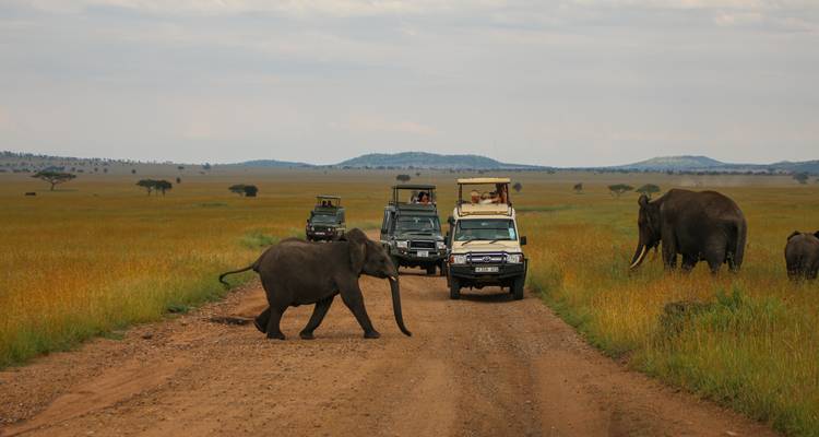 Safarivoertuigen pauzeren op een zandpad terwijl olifanten de gouden graslanden van de Serengeti oversteken.