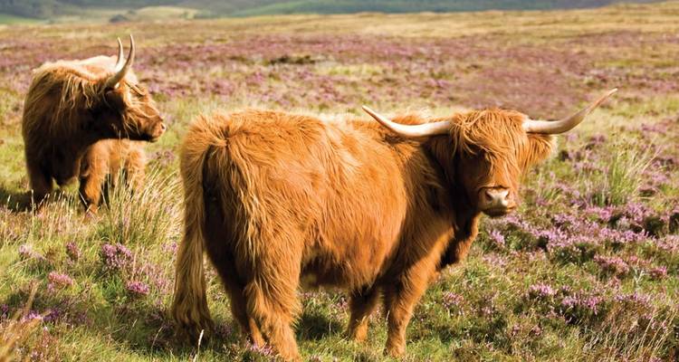 Scotlands Highlands Islands and Cities Summer 2019 - Trafalgar