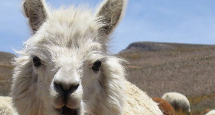 Highlights of South America - Intrepid Travel