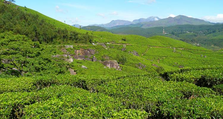 Lush green tea plantations blanket rolling hills beneath a clear blue sky in Munnar.