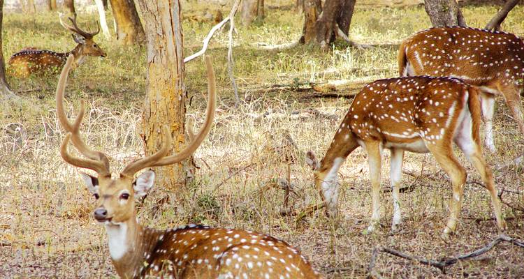 Group of spotted deer in a forest.