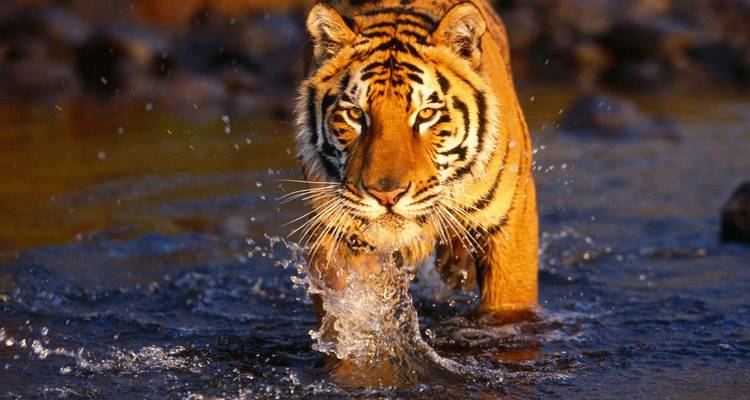 A tiger wading through a body of water.