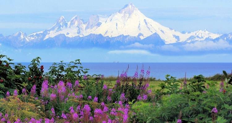 Campo de flores moradas con montañas nevadas.