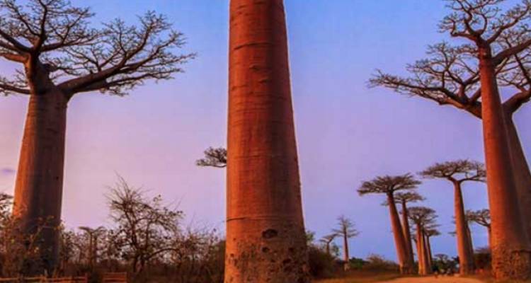 Madagascar Baobab Tree Trail - Intrepid Travel