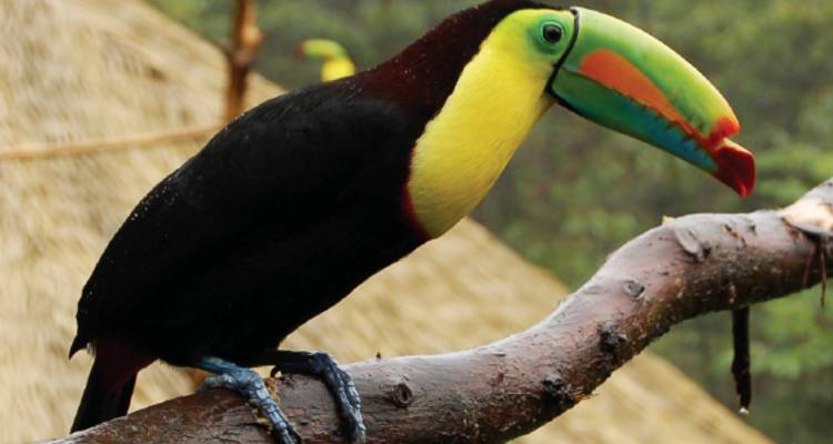 Costa Rica Wonders with Tortuguero & Manuel Antonio - Monograms