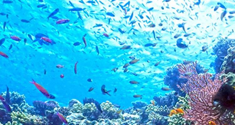 Journey Down Under with Queenstown & Fiji - Monograms