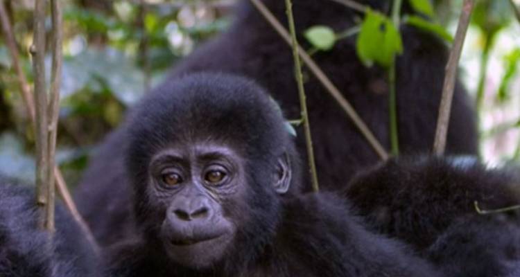 Kenya Private Safari with Gorilla Trekking - Monograms