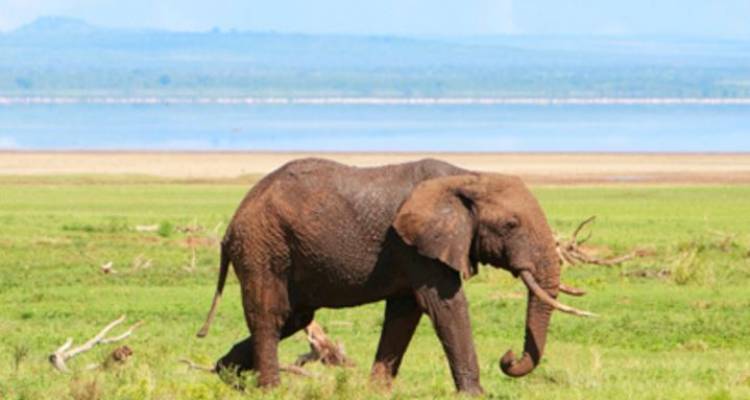 Tanzania Private Safari with Zanzibar – Stone Town & Beach Stay - Monograms