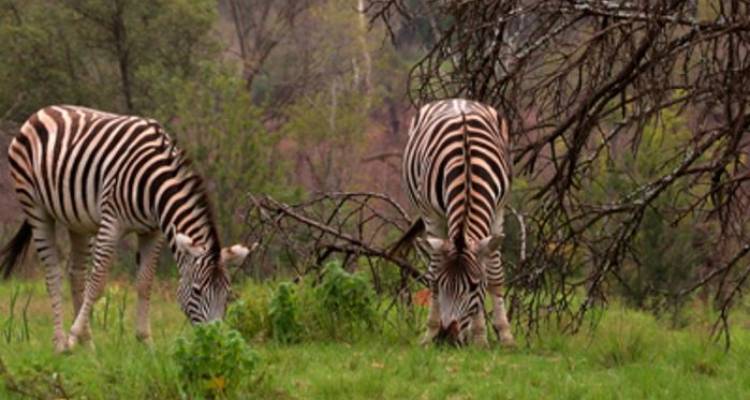 Wilds of Botswana & Victoria Falls - Monograms