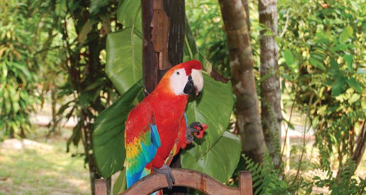 Galápagos Highlights & Peru with Ecuador's Amazon & Peru's Amazon - Monograms