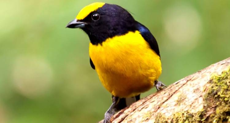 Grand Tour of South America with Salvador & Peru's Amazon - Monograms