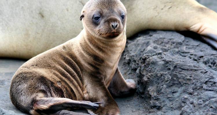 Grand Tour of South America with Brazil's Amazon & the Galápagos on board the Santa Cruz II - Monograms