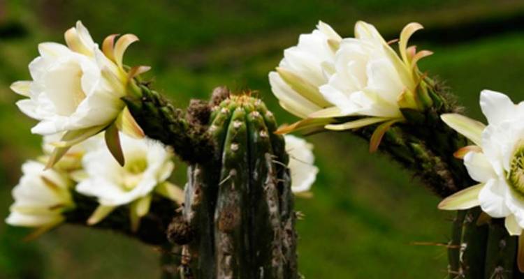 Journey through the Andes with Peru's Amazon, Arequipa & Colca Canyon - Monograms