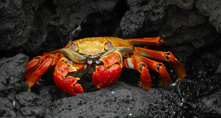 Andean Explorer with the Galápagos on the La Pinta - Monograms