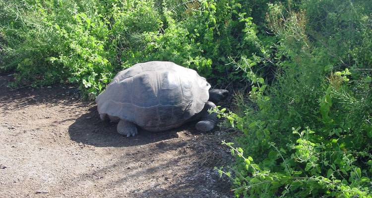 Cruising the Galápagos on board the Santa Cruz II with Ecuador's Amazon - Monograms