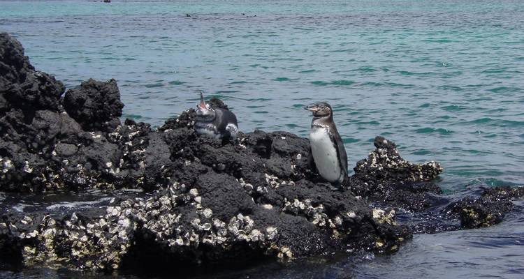 Cruising the Galápagos on board the Santa Cruz II with Peru - Monograms