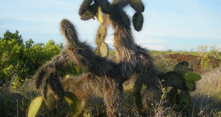 Cruising the Galápagos on board the Santa Cruz II with Peru & Lake Titicaca - Monograms