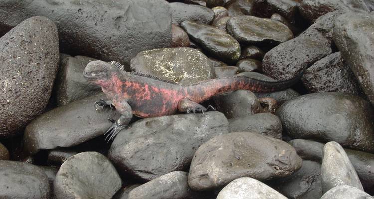 Cruising the Galápagos on board the Santa Cruz II with Peru & Peru's Amazon - Monograms