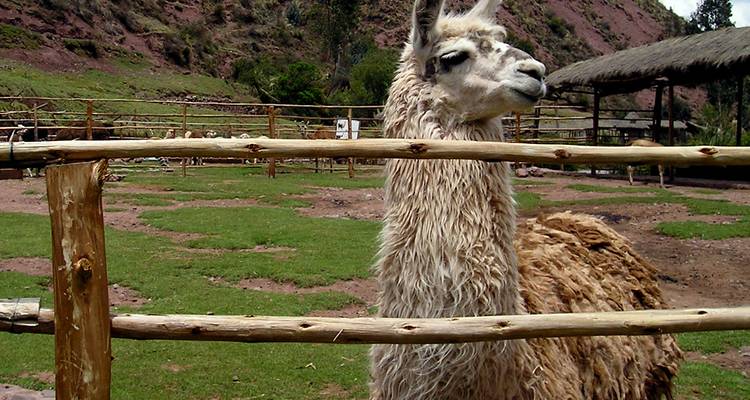 Cruising the Galápagos on board the Santa Cruz II with Peru & Ecuador's Amazon - Monograms
