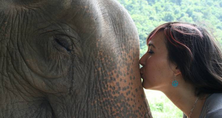 Volunteer with Elephants - Bamboo