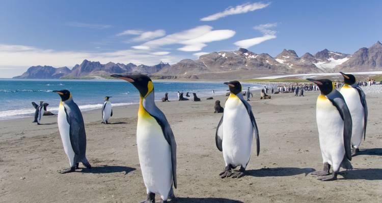 South Georgia and Antarctic Peninsula From Buenos Aires - Peregrine Adventures