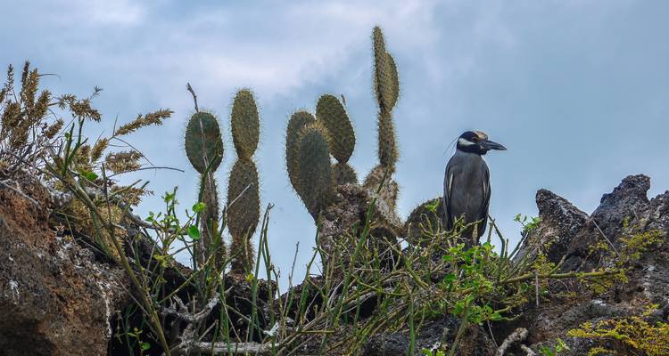Pájaro parecido a una garza gris posado entre altos cactus remo sobre formaciones de lava negra rugosa contra un cielo pálido.
