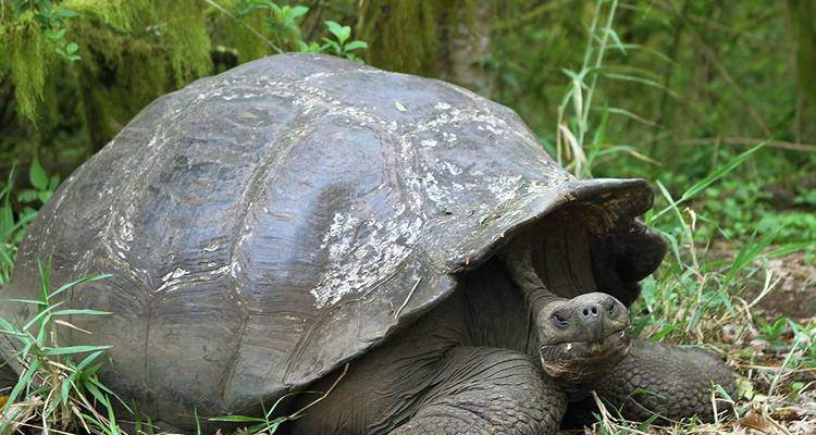 Gran tortuga gigante de Galápagos descansando en el suelo del bosque cubierto de hojas rodeada de vegetación verde