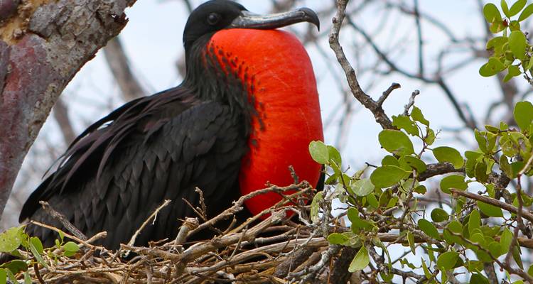 Magnífico ave fragata macho con su bolsa gular de color rojo brillante inflada, posado en una rama