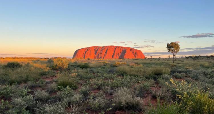Iconic red sandstone monolith of Uluru glowing at sunset amid rugged desert vegetation.