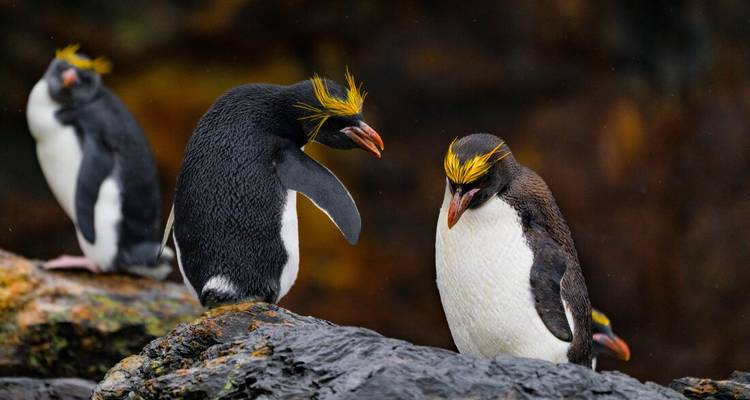Geelkuifpinguïns interacteren op donkere kustrots met wazige kolonie op de achtergrond