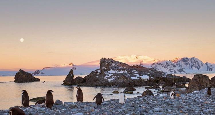 Pinguïns staan op een rotsachtig strand in de schemering met de maan en pastelkleurige bergtoppen die gloeien in de Antarctische avond