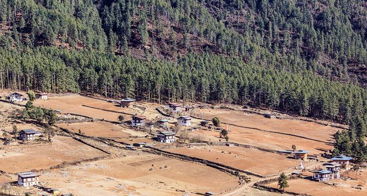 Vista aérea de casas de granja dispersas, campos en terrazas y un denso bosque de pinos en una ladera montañosa de Bután.