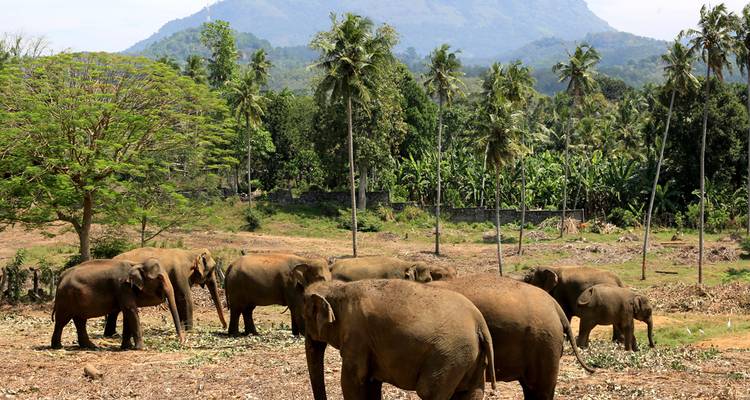 Troupeau d'éléphants asiatiques broutant dans un champ ouvert avec des palmiers et des montagnes en arrière-plan.