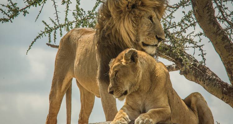 Los leones y leonas descansan juntos bajo un árbol de espinas en las llanuras.