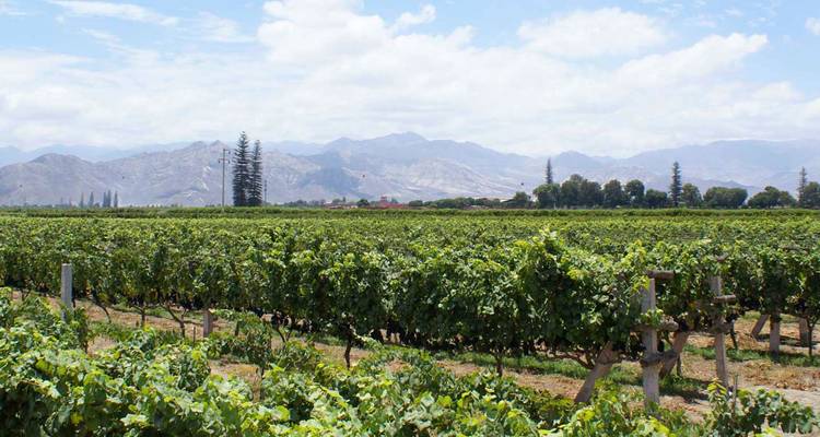 Extensive vineyard stretching towards distant arid mountain range under bright sky