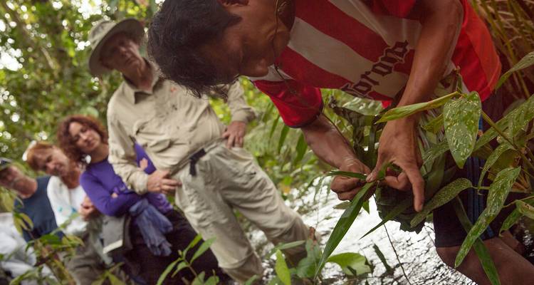 Un guide local présente des plantes médicinales à un groupe attentif dans une clairière de forêt tropicale dense.