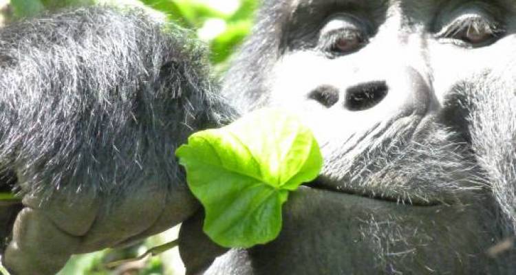 Gorilla and Game Trek - 15 days - On The Go Tours