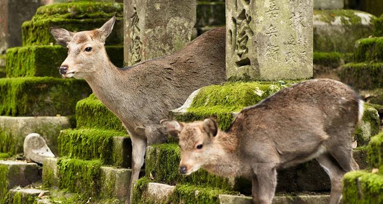 Deux cerfs apprivoisés se tiennent sur des marches en pierre recouvertes de mousse au milieu de lanternes anciennes sculptées.