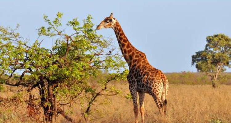 Great African Expedition - 57 days - On The Go Tours