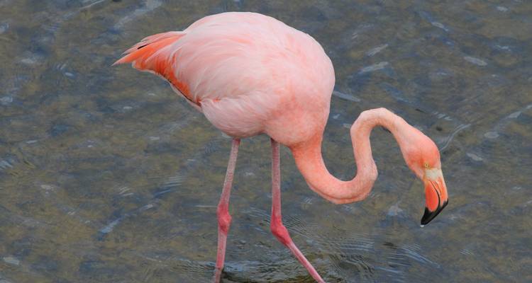 Un flamant rose debout dans l'eau peu profonde.