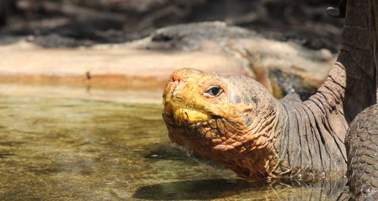 Un gros plan d'une tortue dans un enclos naturel.