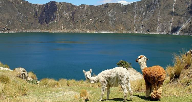 Zwei Lamas stehen nahe einem blauen See mit Bergen im Hintergrund.