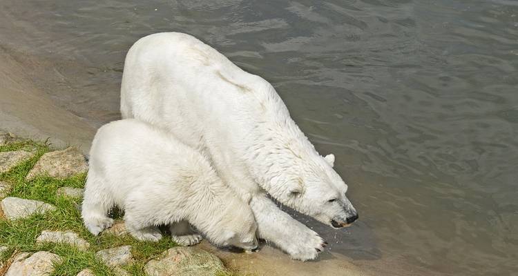 Oso polar y cachorro caminando junto al agua.